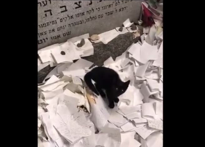 החתול השחור מבקש תיקון בקבר הצדיק מריבניץ