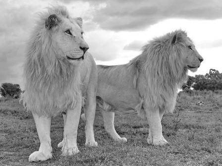 שני האריות מרומניה